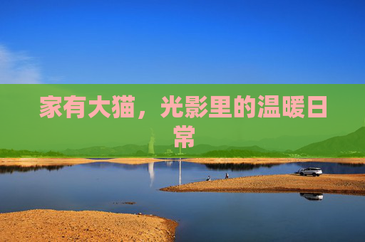 家有大猫，光影里的温暖日常