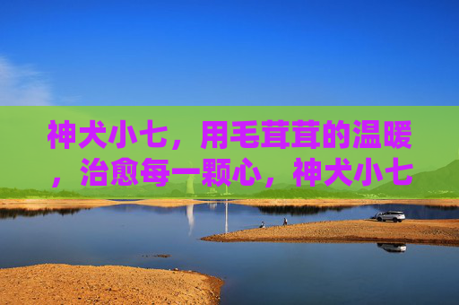 神犬小七，用毛茸茸的温暖，治愈每一颗心，神犬小七，毛茸茸的温暖治愈每一颗心