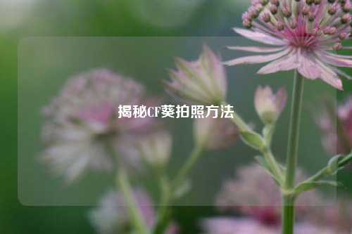 揭秘CF葵拍照方法